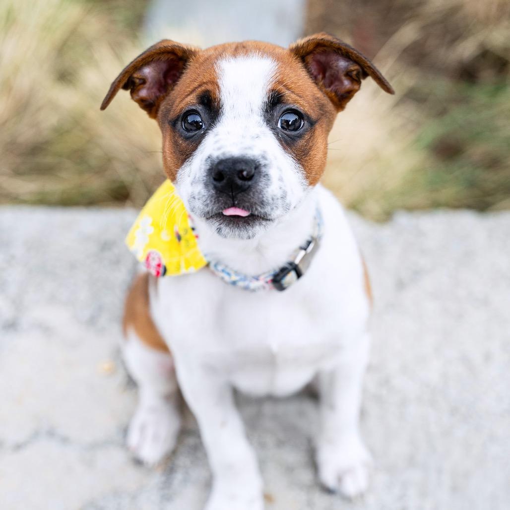 Daphne, a Adoptable mixed breed in Durham, NC image 4/6