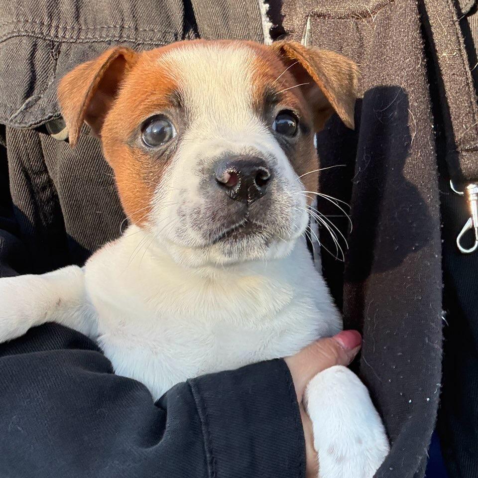 Daphne, a Adoptable mixed breed in Durham, NC image 5/6