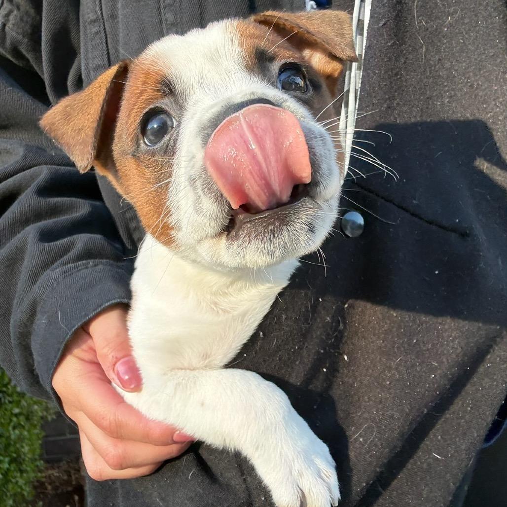 Daphne, a Adoptable mixed breed in Durham, NC image 6/6