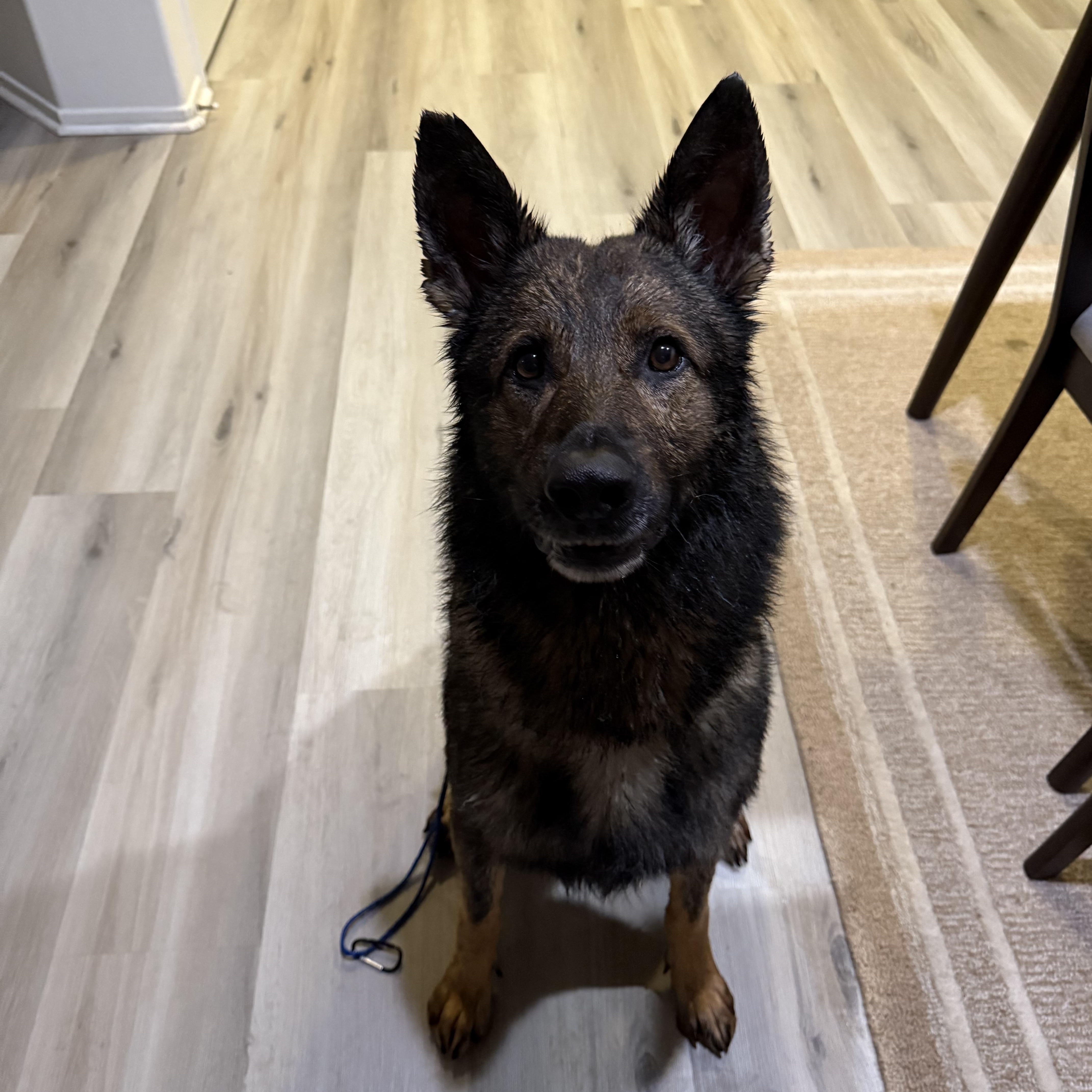 Enlarge Lincoln, a ADOPTABLE German Shepherd Dog in oriskany, NY image 3/5