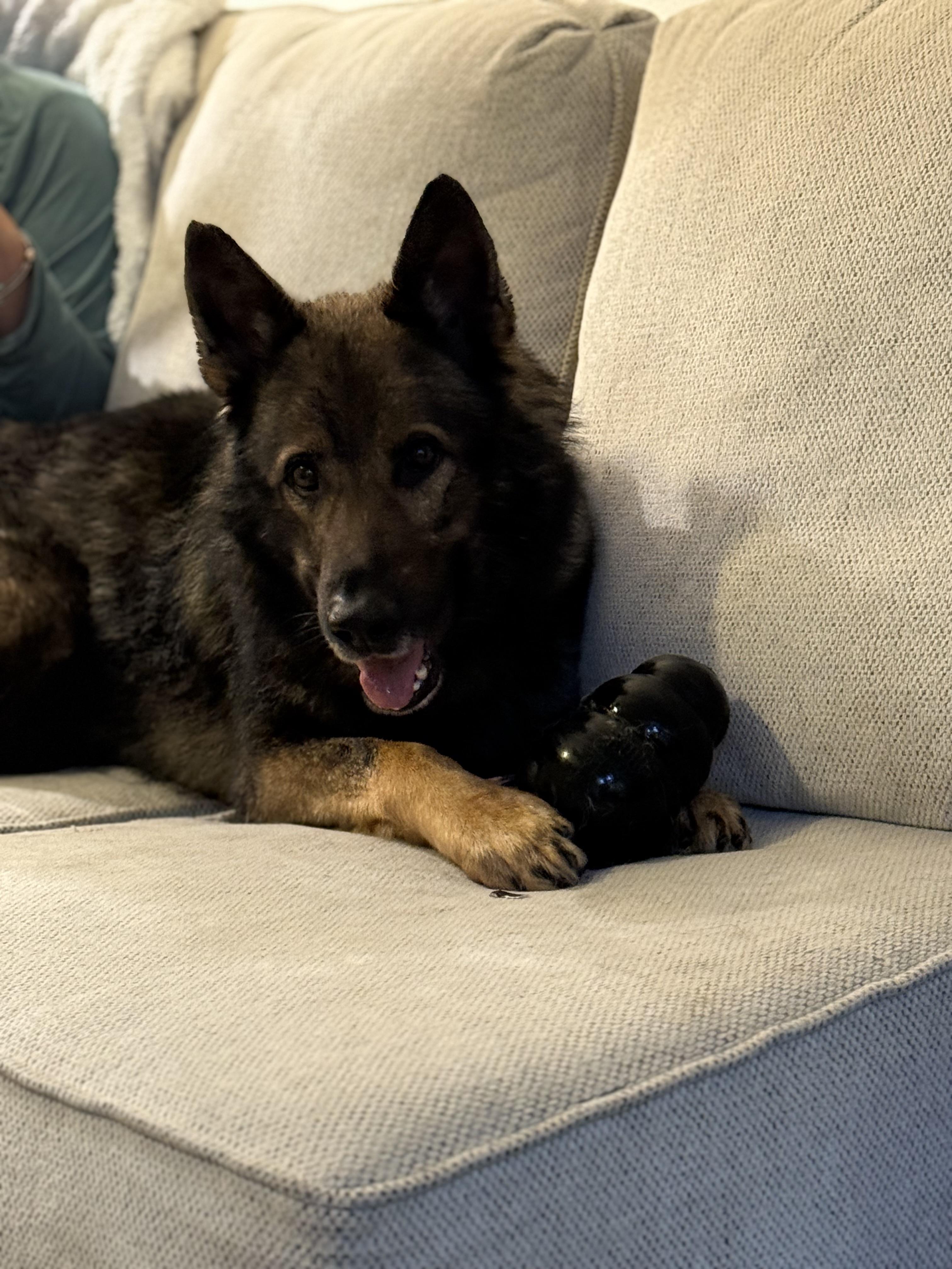 Enlarge Lincoln, a ADOPTABLE German Shepherd Dog in oriskany, NY image 2/5