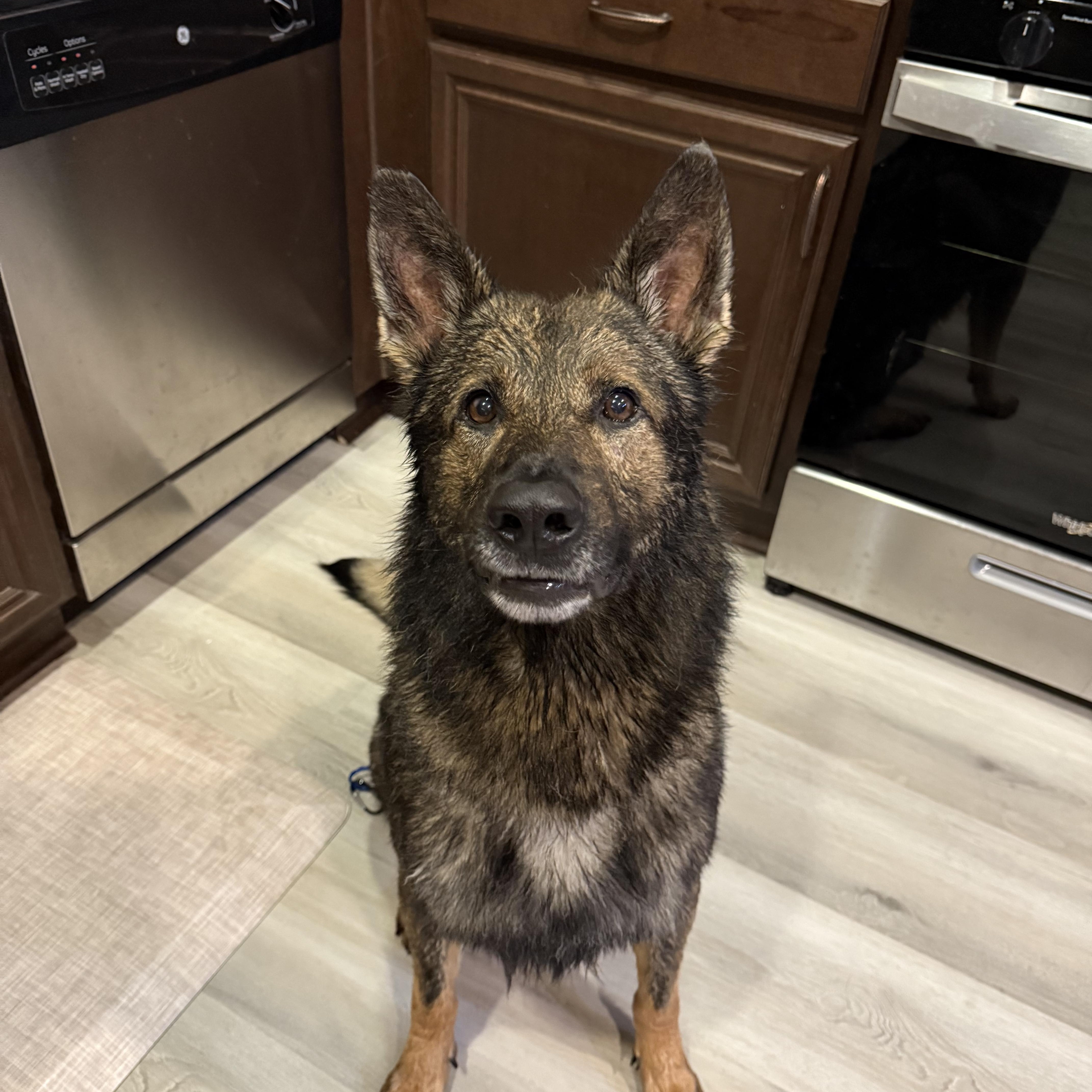 Link, ADOPTABLE, Adult Male German Shepherd Dog.