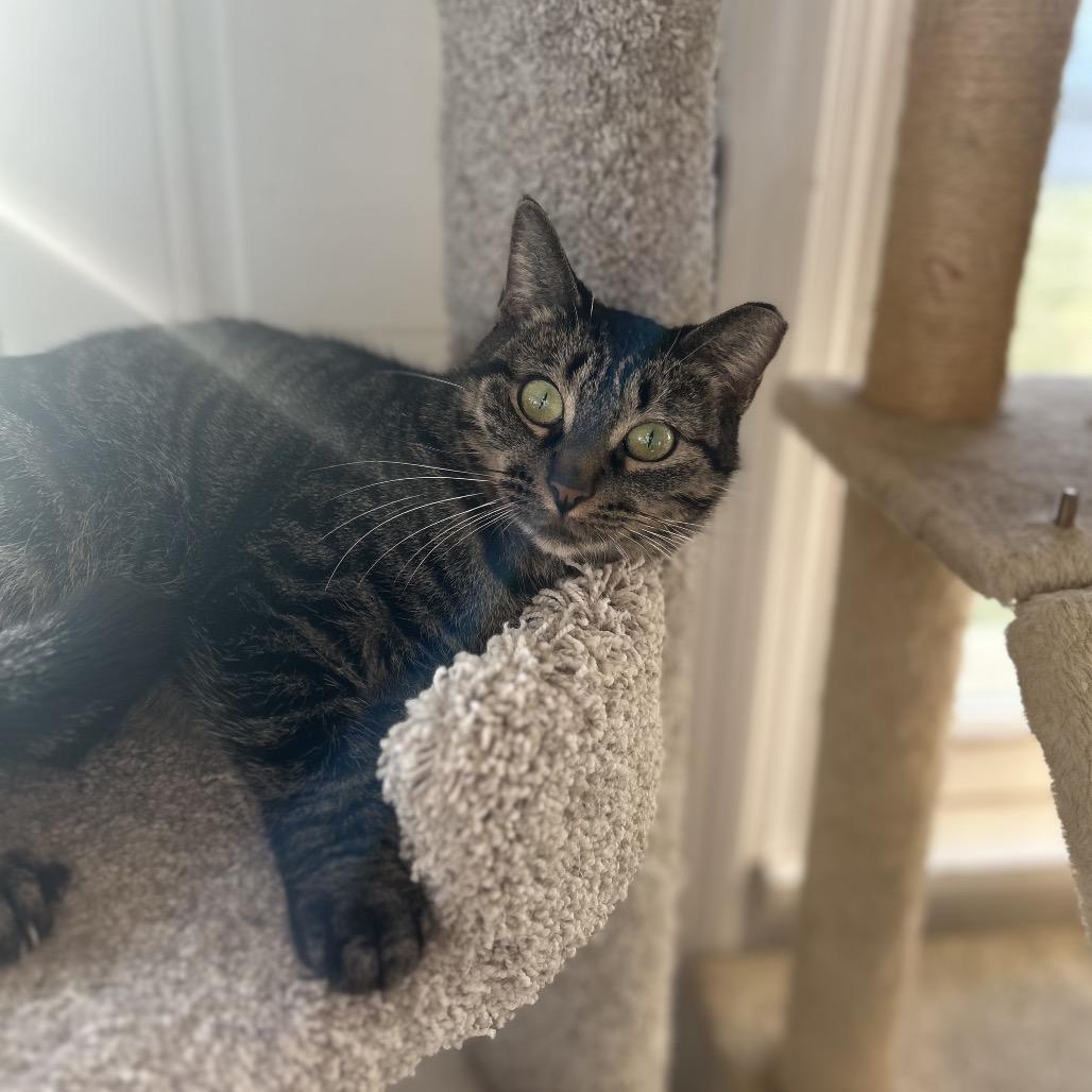 Ladybug, Adoptable, Adult Female Domestic Short Hair.