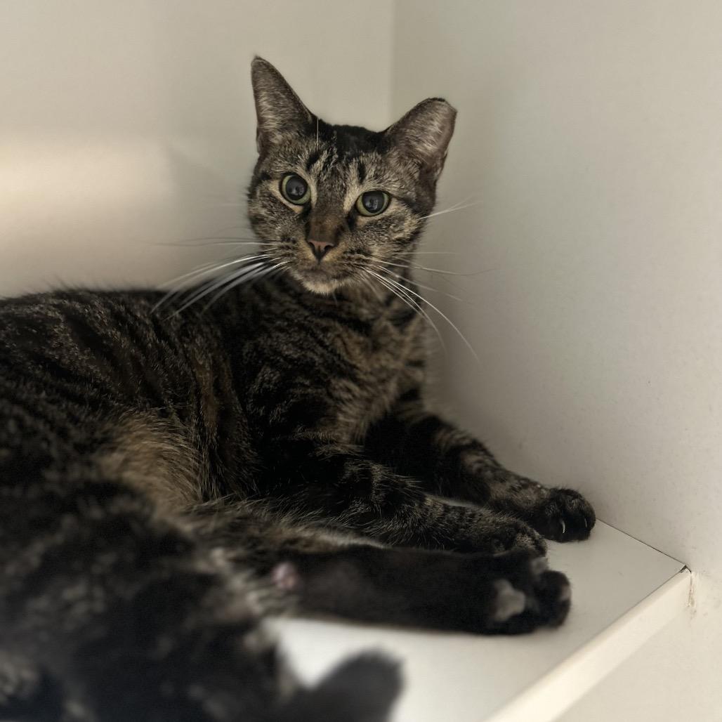 Ladybug, a Adoptable Domestic Short Hair in Troy, IL image 2/3