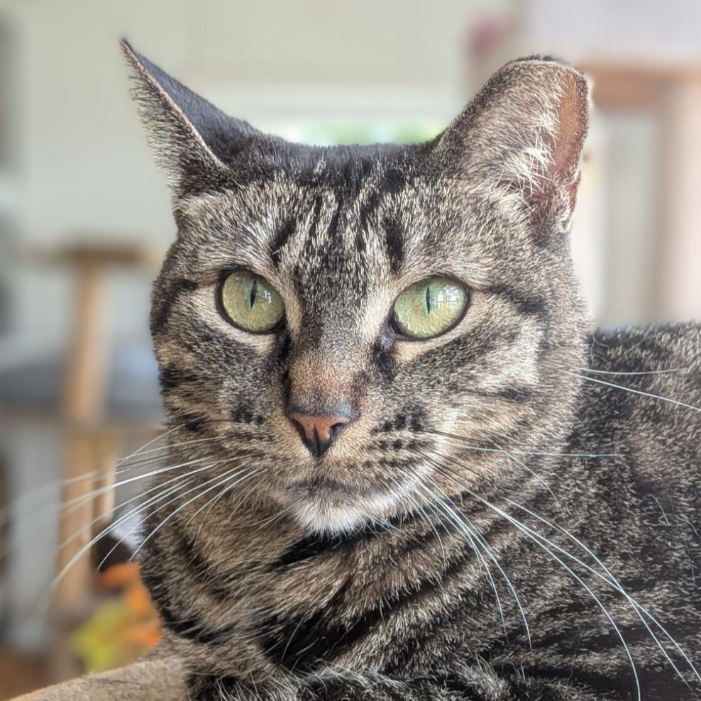 Ladybug, a Adoptable Domestic Short Hair in Troy, IL image 2/4