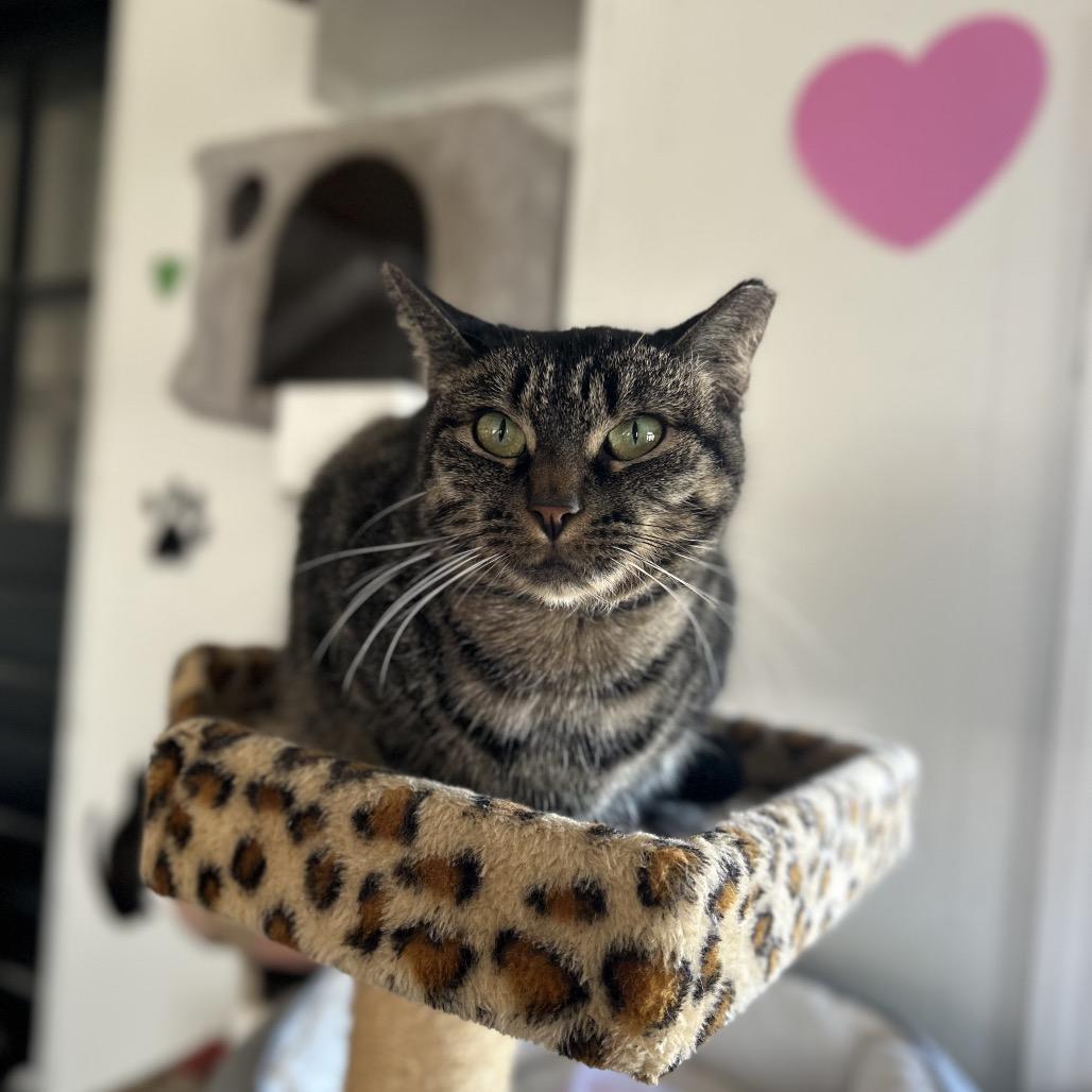 Ladybug, a Adoptable Domestic Short Hair in Troy, IL image 3/3