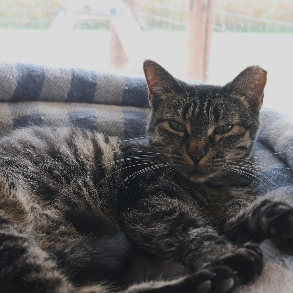 Enlarge Ladybug, a Adoptable Domestic Short Hair in Troy, IL image 4/5