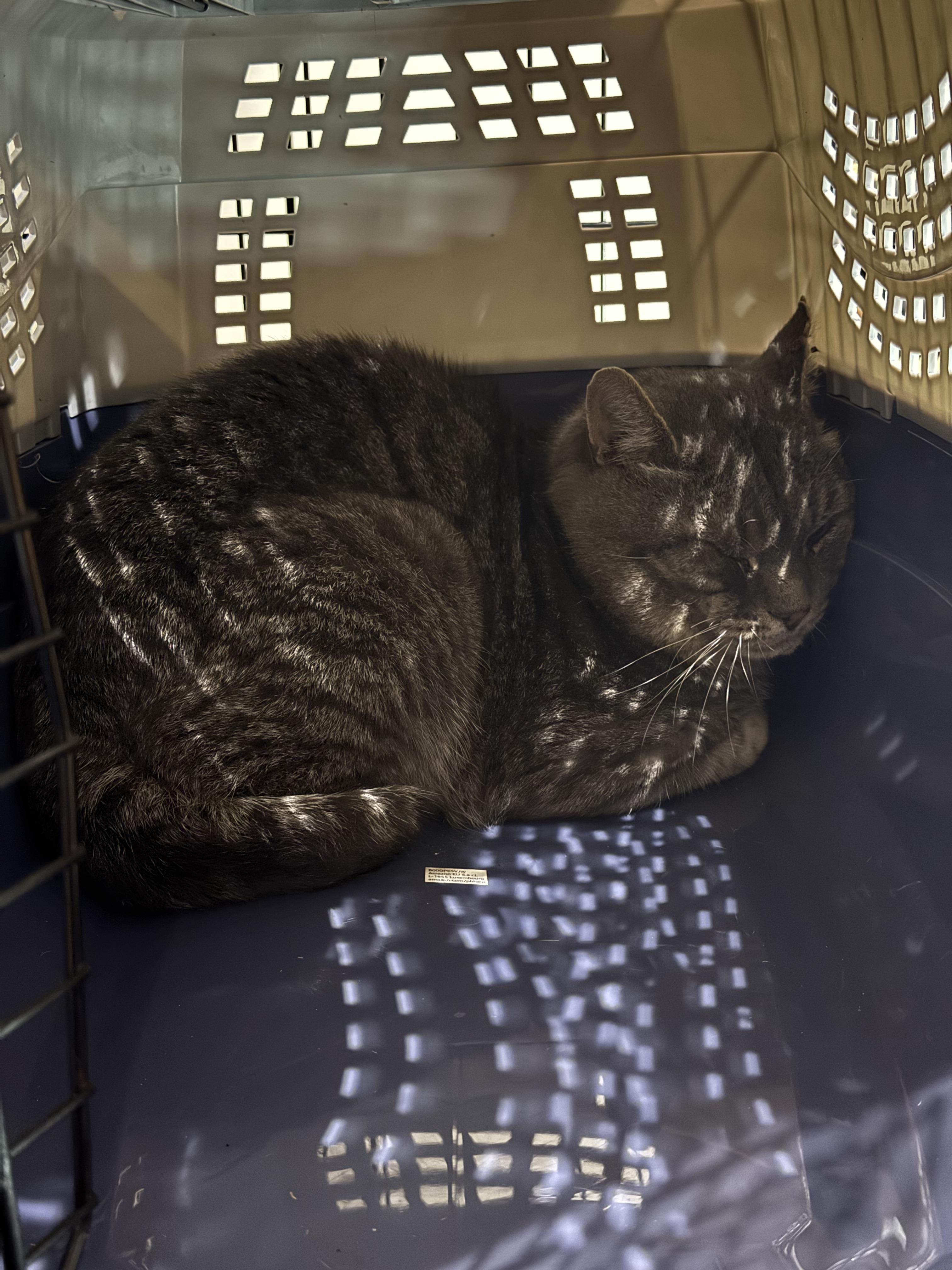 Al, Adoptable, Adult Male Domestic Short Hair.