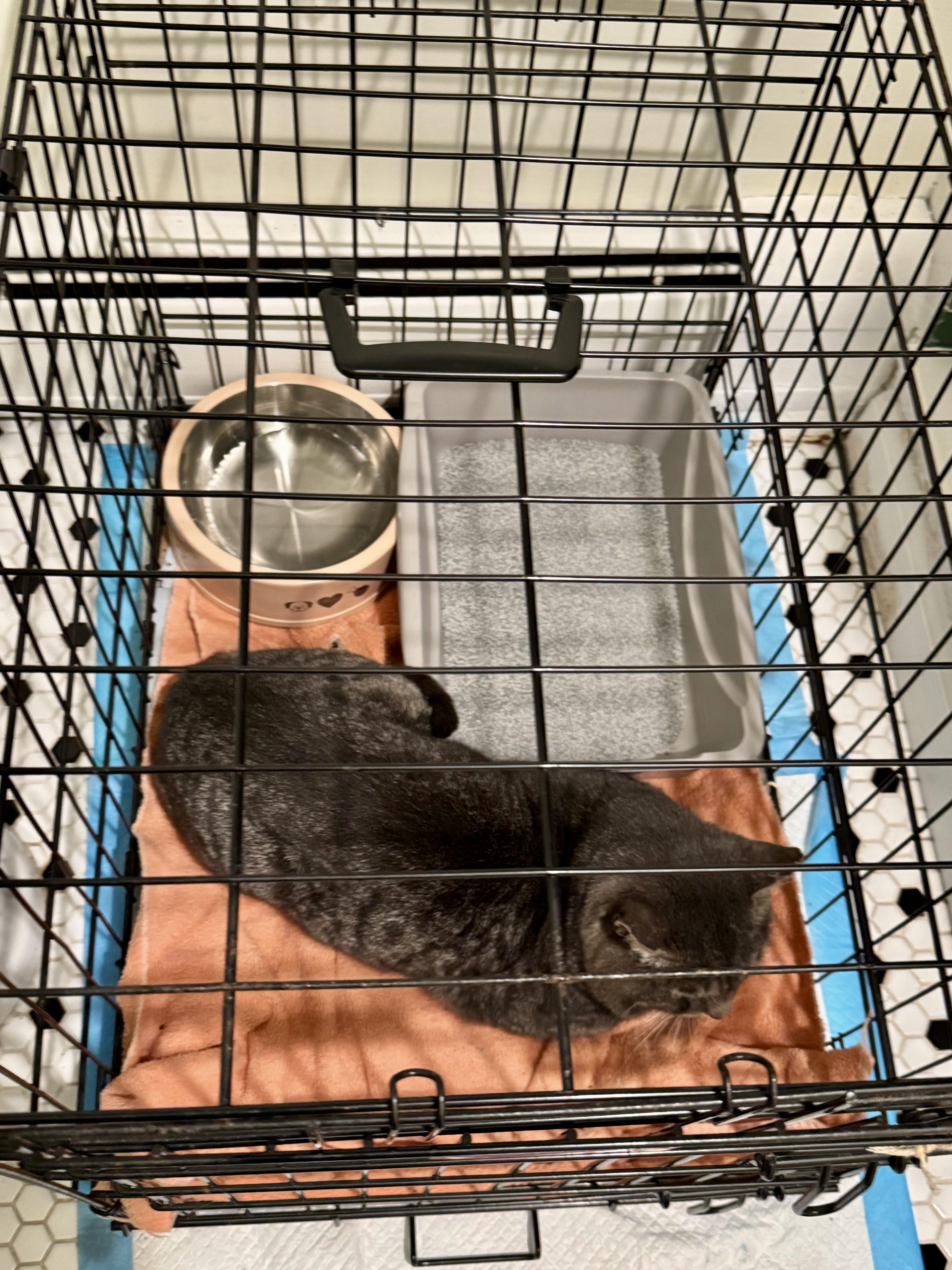 Enlarge Al, a Adoptable Domestic Short Hair in North Haledon, NJ image 2/5