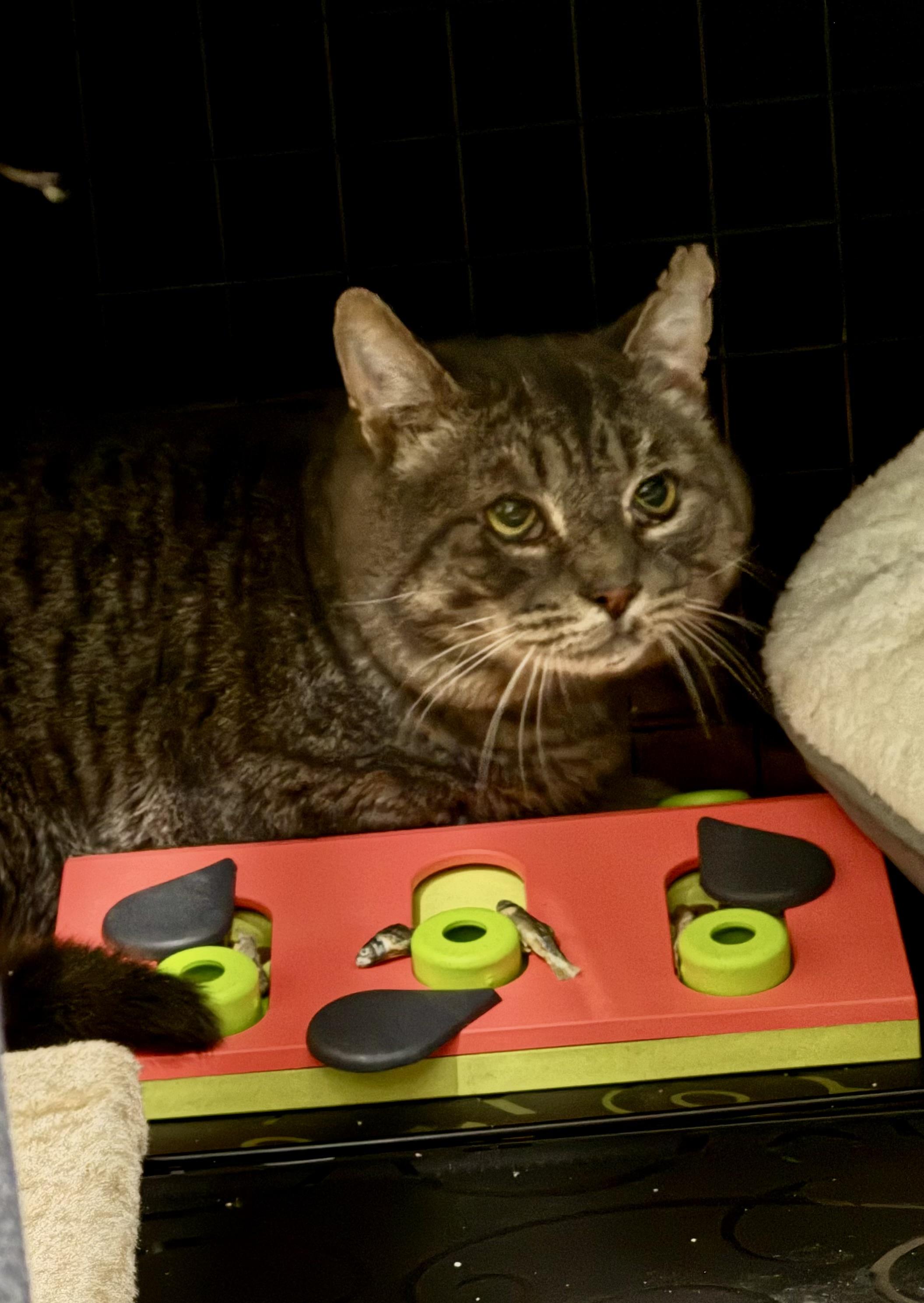 Enlarge Al, a Adoptable Domestic Short Hair in North Haledon, NJ image 3/5