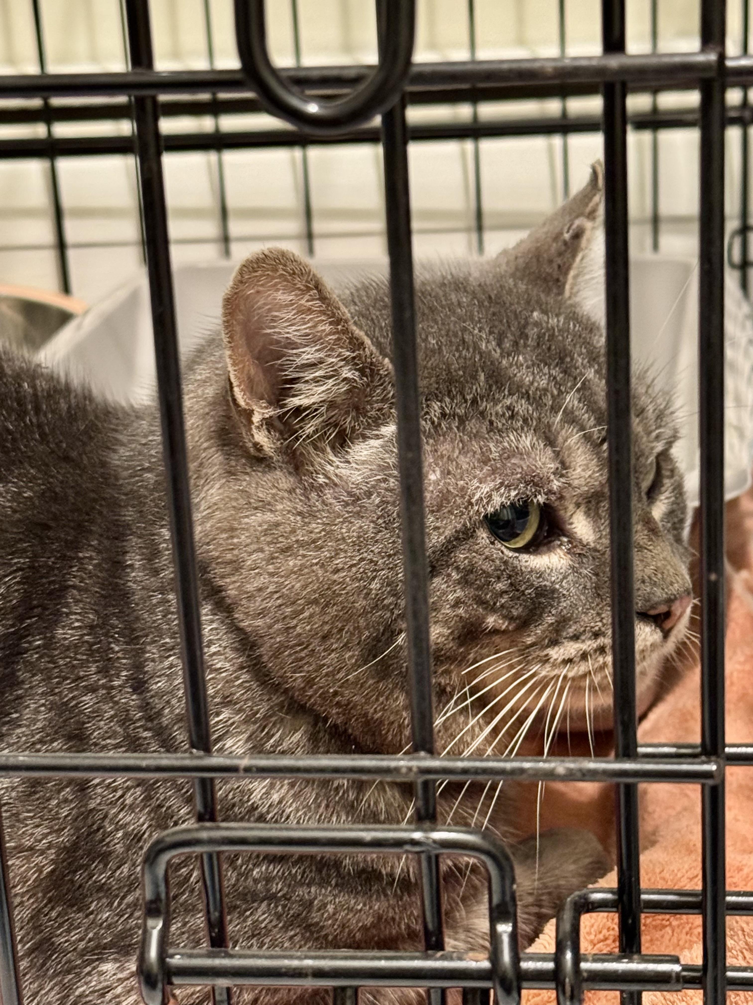 Enlarge Al, a Adoptable Domestic Short Hair in North Haledon, NJ image 4/5