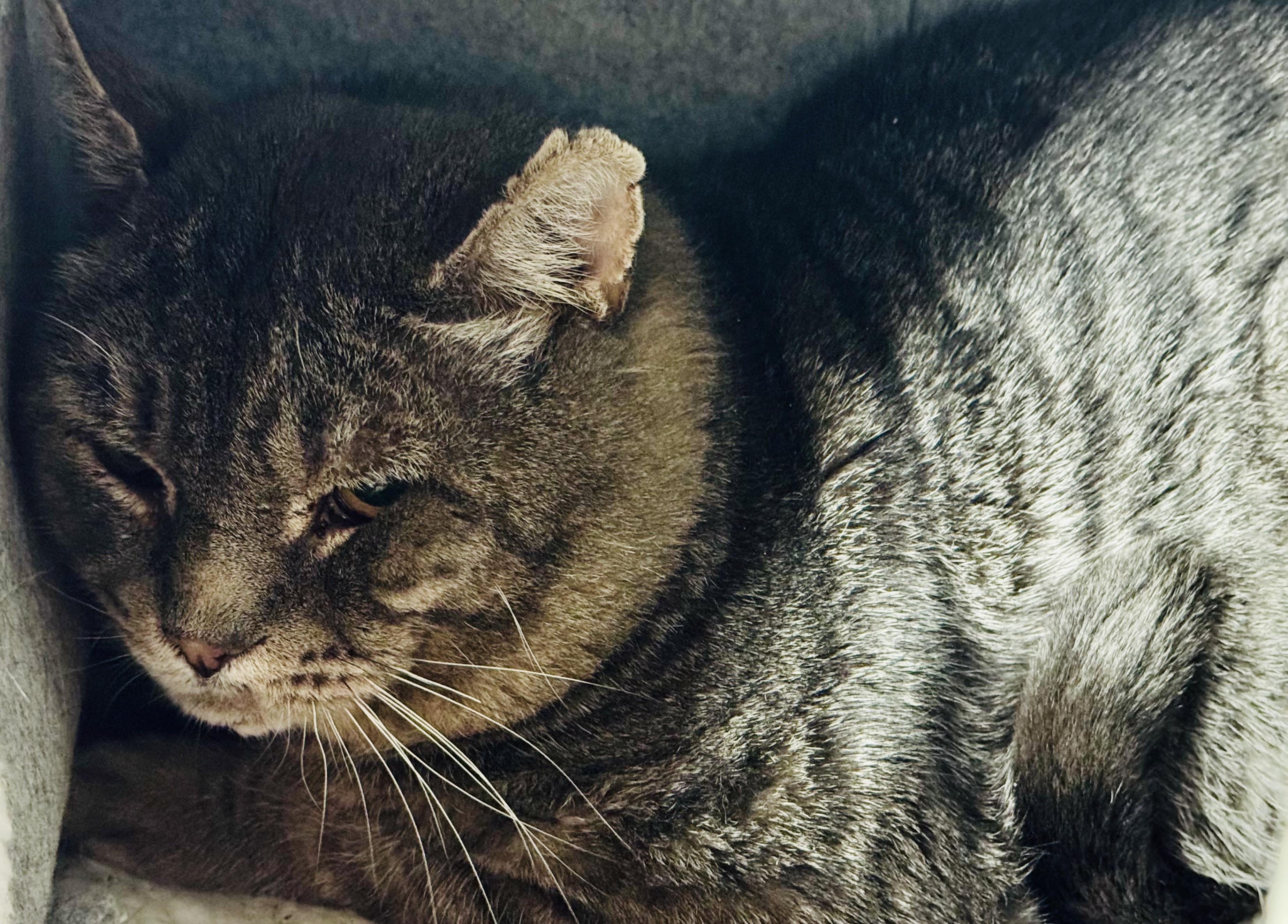 Enlarge Al, a Adoptable Domestic Short Hair in North Haledon, NJ image 5/5
