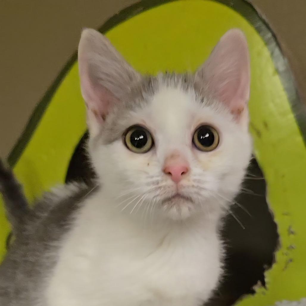 Enlarge Bongo, a Adoptable Domestic Short Hair in Pennsville, NJ image 1/2