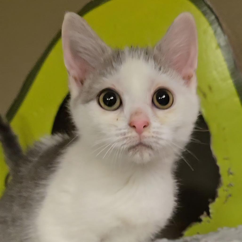 Enlarge Bongo, a Adoptable Domestic Short Hair in Pennsville, NJ image 2/2