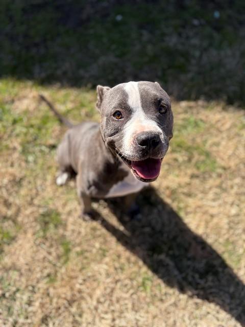 Enlarge SPECIAL K, a Adoptable mixed breed in Forney, TX image 1/1