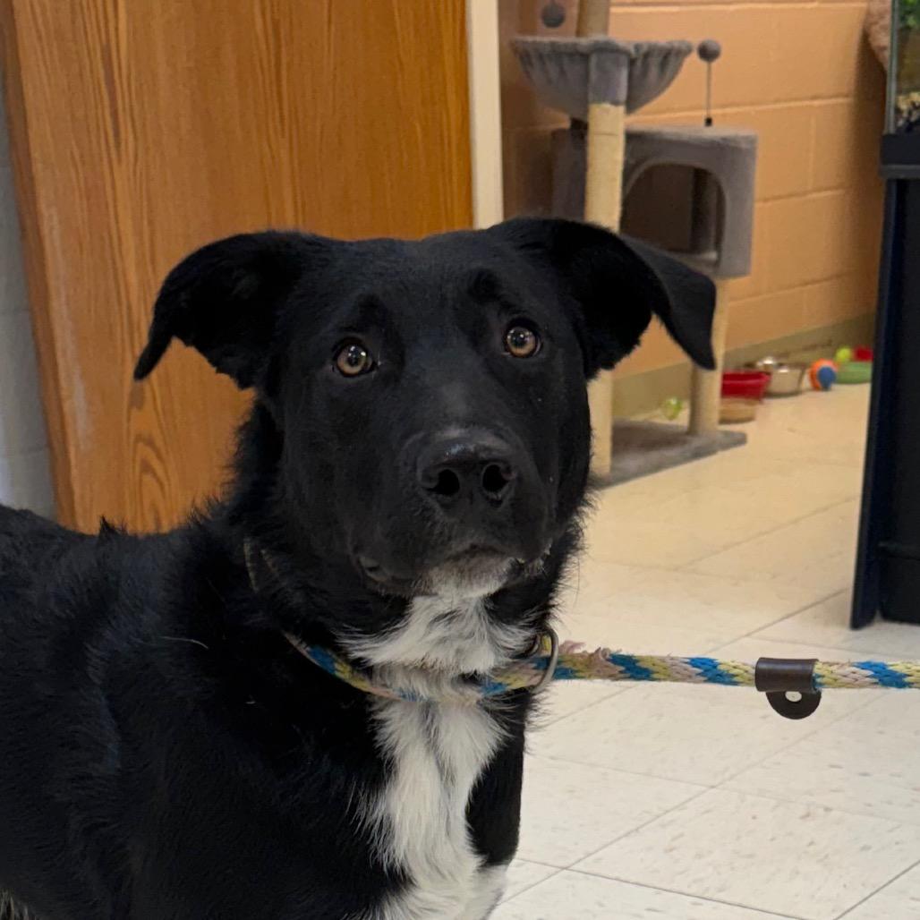 Enlarge Debbie, a Adoptable Black Labrador Retriever in Jacksonville, AR image 1/1