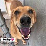 Daisy, Adoptable, Senior Female Hound.