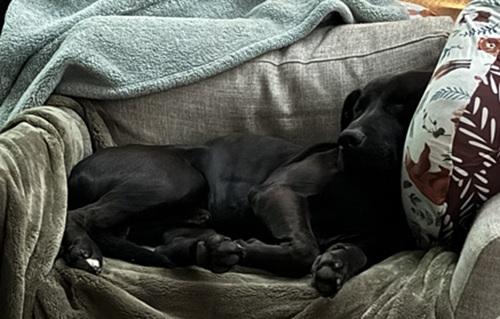 Beckett 3, an adoptable mixed breed in Killingworth, CT image 3/5