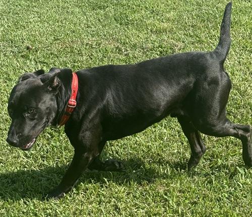 Beckett 3, an adoptable mixed breed in Killingworth, CT image 2/5