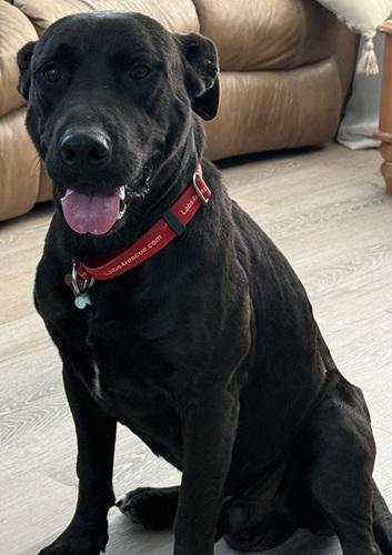 Beckett 3, an adoptable mixed breed in Killingworth, CT image 5/5