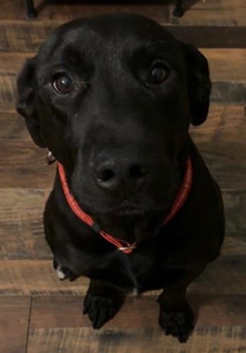 Beckett 3, an adoptable mixed breed in Killingworth, CT image 4/5