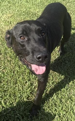 Beckett 3, an adoptable mixed breed in Killingworth, CT image 1/5