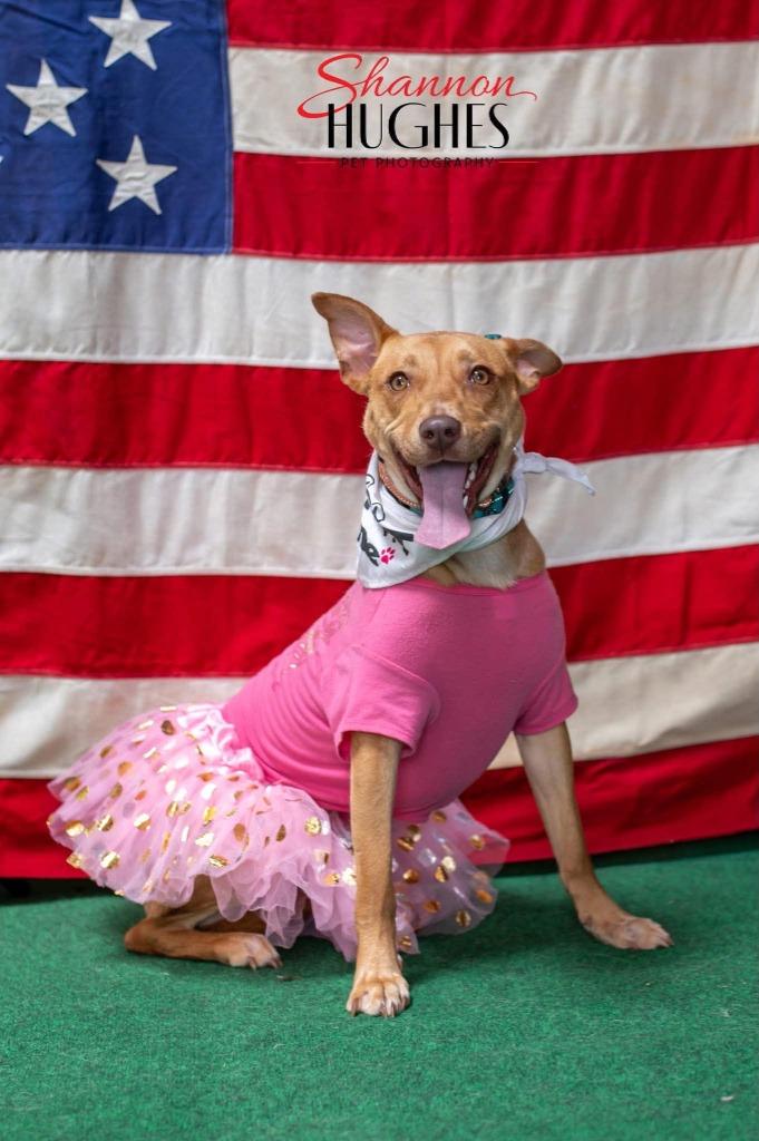 Clara, Adoptable, Young Female Pit Bull Terrier & Mixed Breed.