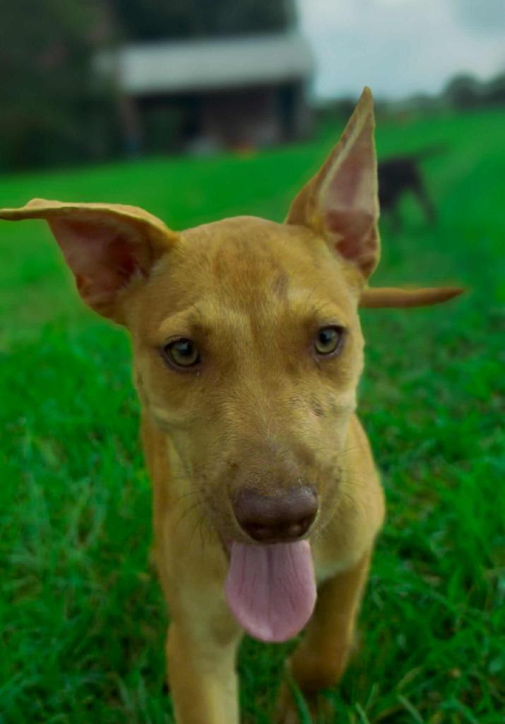 Clara, Adoptable, Young Female Pit Bull Terrier & Mixed Breed.