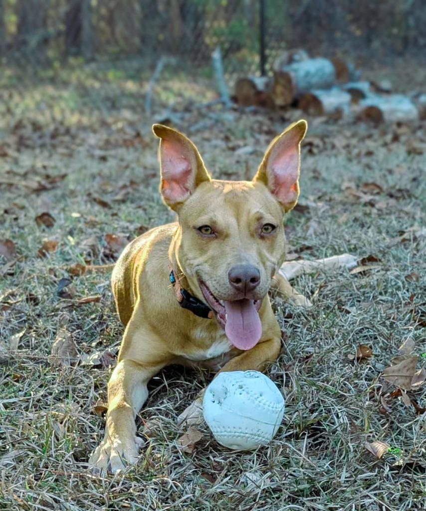 Clara, a Adoptable mixed breed in Macon, GA image 1/6