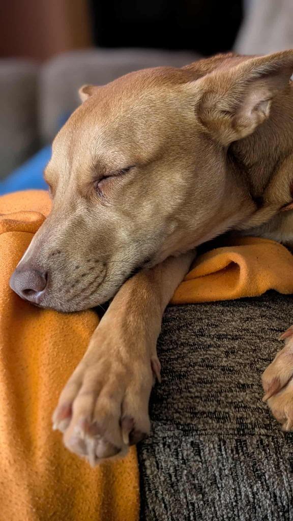 Clara, a Adoptable mixed breed in Macon, GA image 2/6