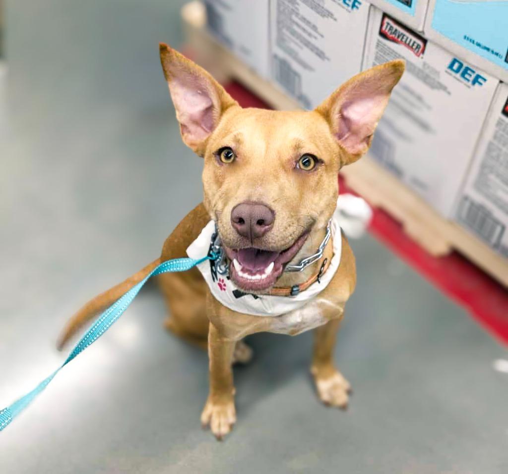 Clara, a Adoptable mixed breed in Macon, GA image 3/6