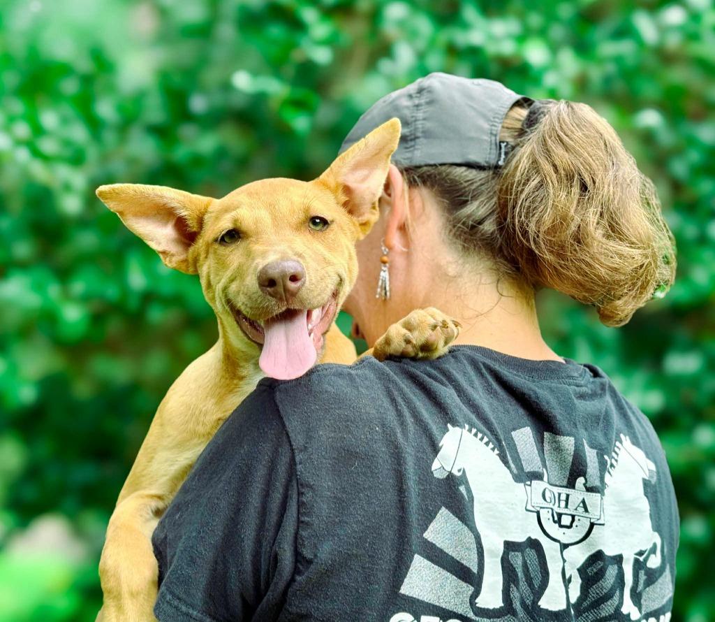 Clara, a Adoptable mixed breed in Macon, GA image 2/6