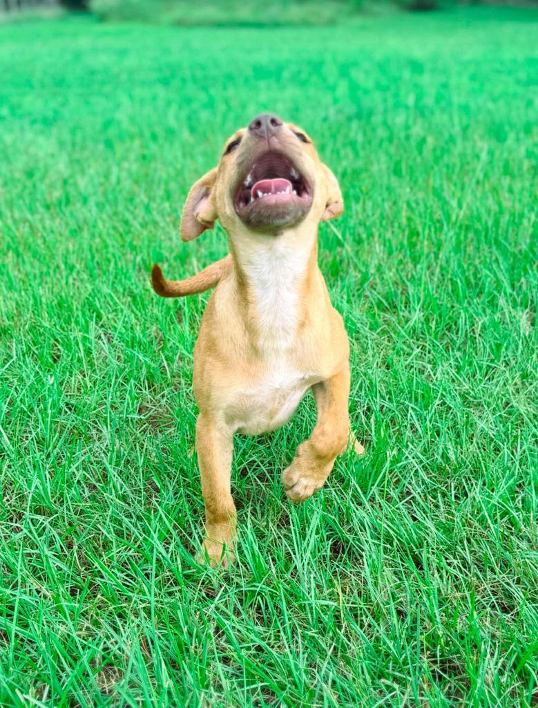 Clara, a Adoptable mixed breed in Macon, GA image 4/6