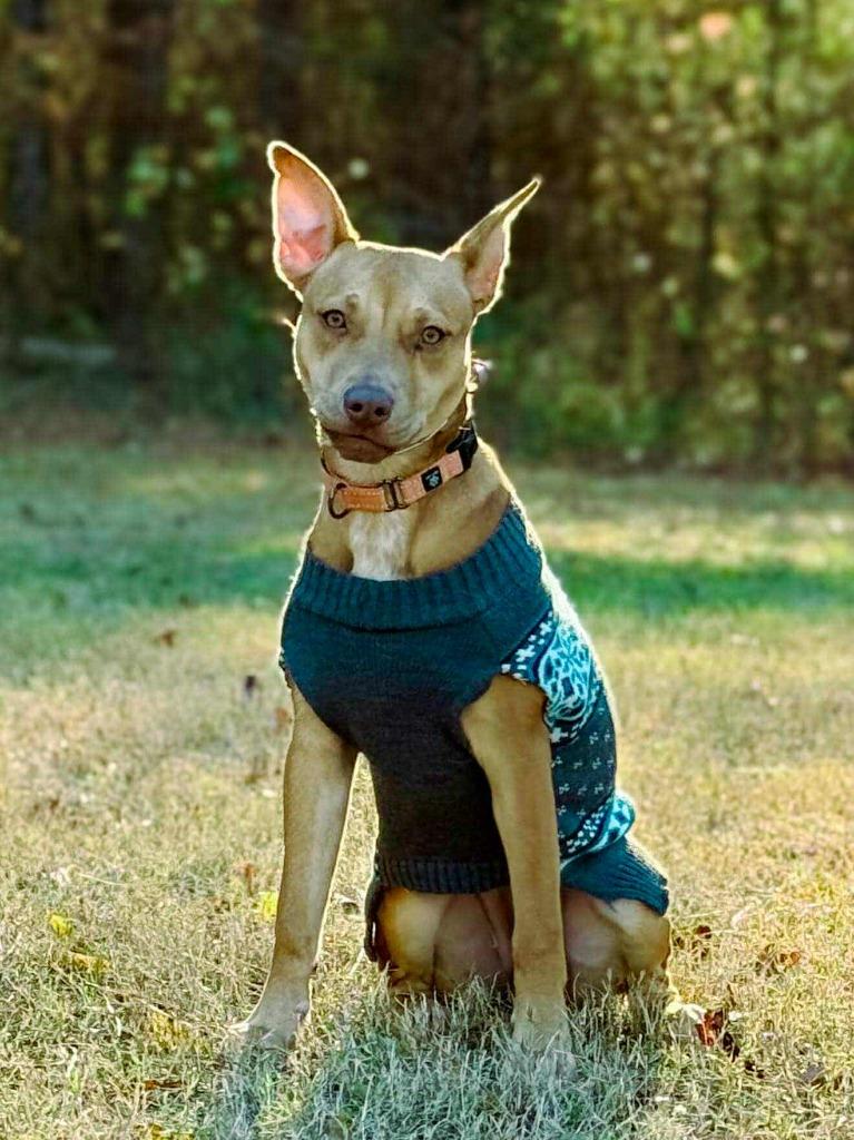 Clara, a Adoptable mixed breed in Macon, GA image 5/6