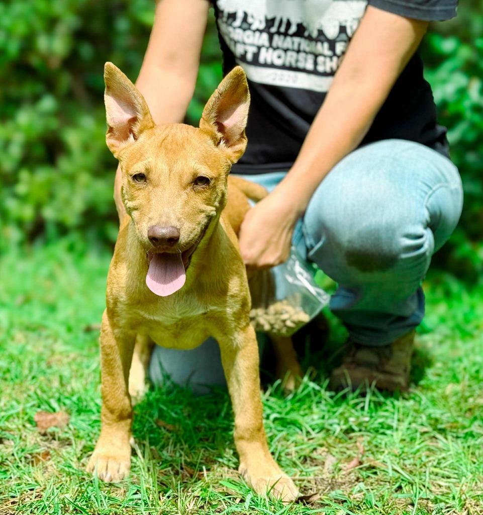 Clara, a Adoptable mixed breed in Macon, GA image 5/6