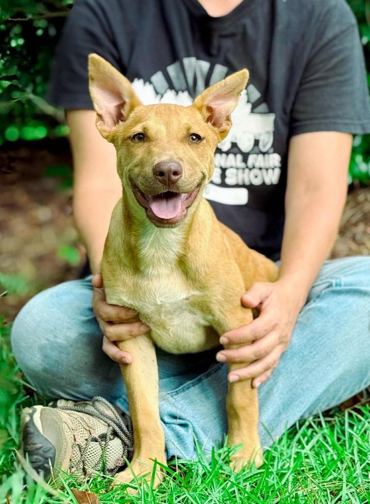 Clara, a Adoptable mixed breed in Macon, GA image 6/6