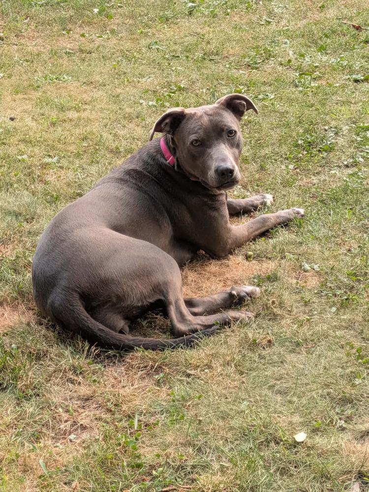 Enlarge Shyla, a Adoptable mixed breed in Alden, NY image 1/3