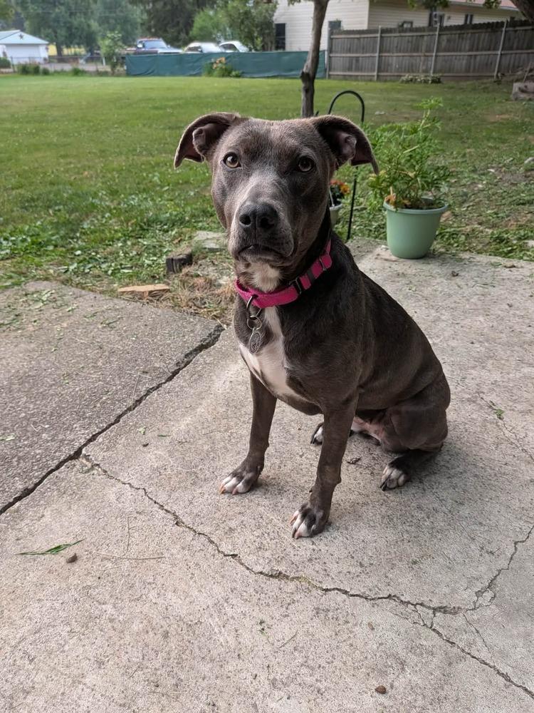 Enlarge Shyla, a Adoptable mixed breed in Alden, NY image 2/3