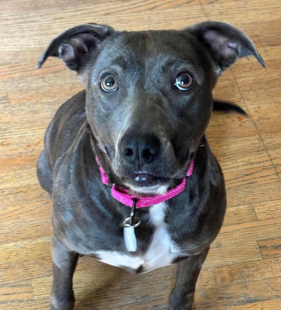 Enlarge Shyla, a Adoptable mixed breed in Alden, NY image 3/3