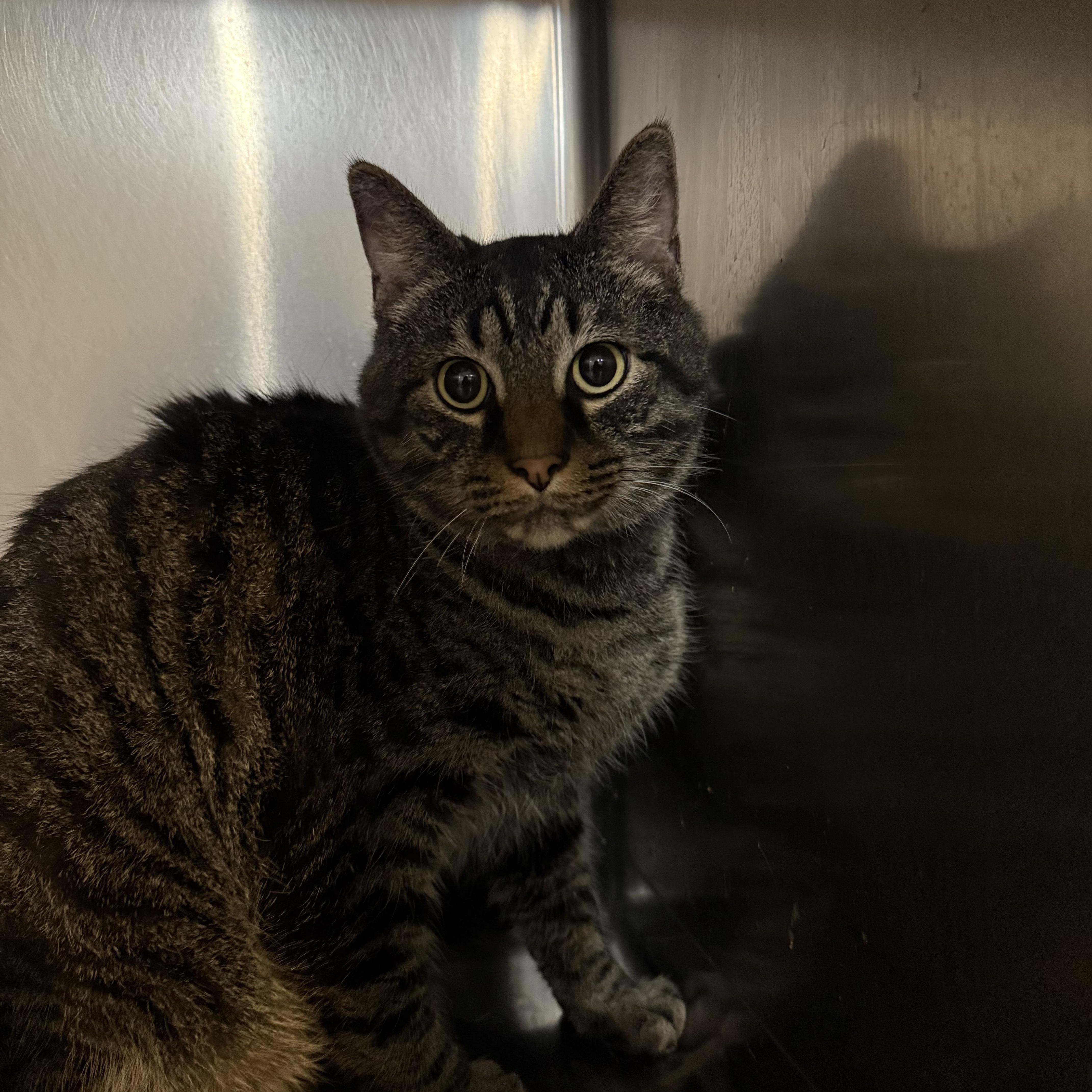 Zayden, an adoptable Domestic Short Hair in North Kansas City, MO_image-1