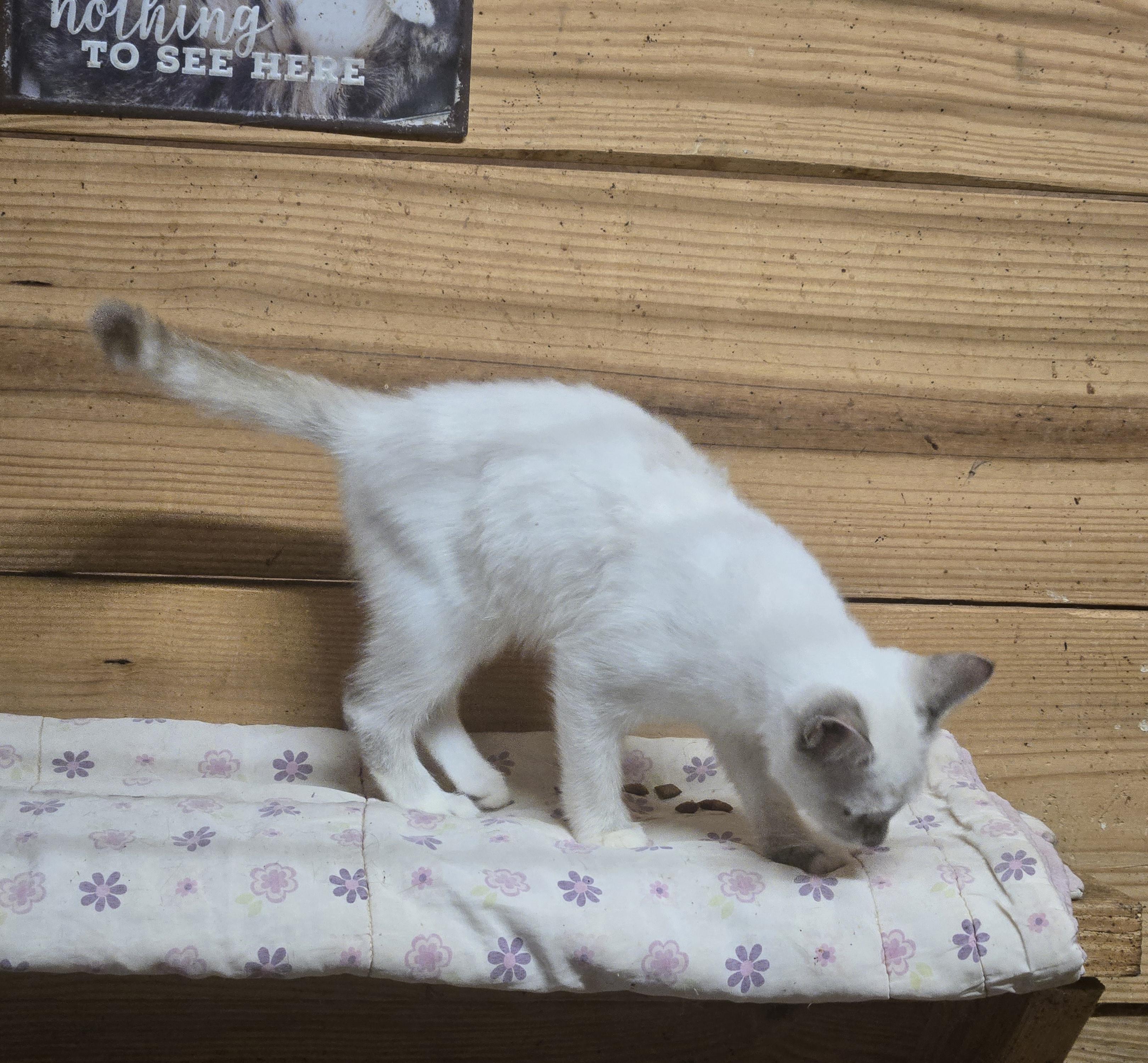 Enlarge Lacey, a Adoptable mixed breed in Reddick, FL image 4/4