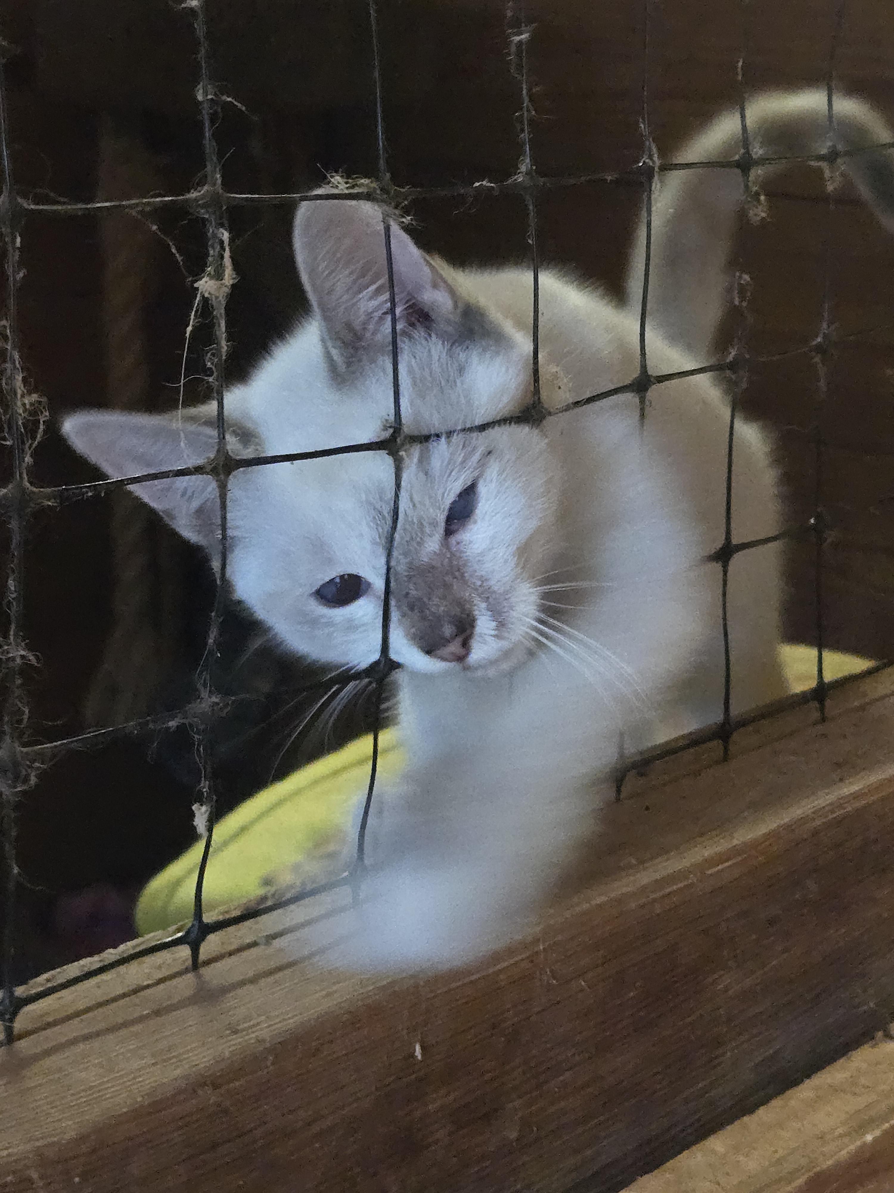 Enlarge Lacey, a Adoptable mixed breed in Reddick, FL image 3/4