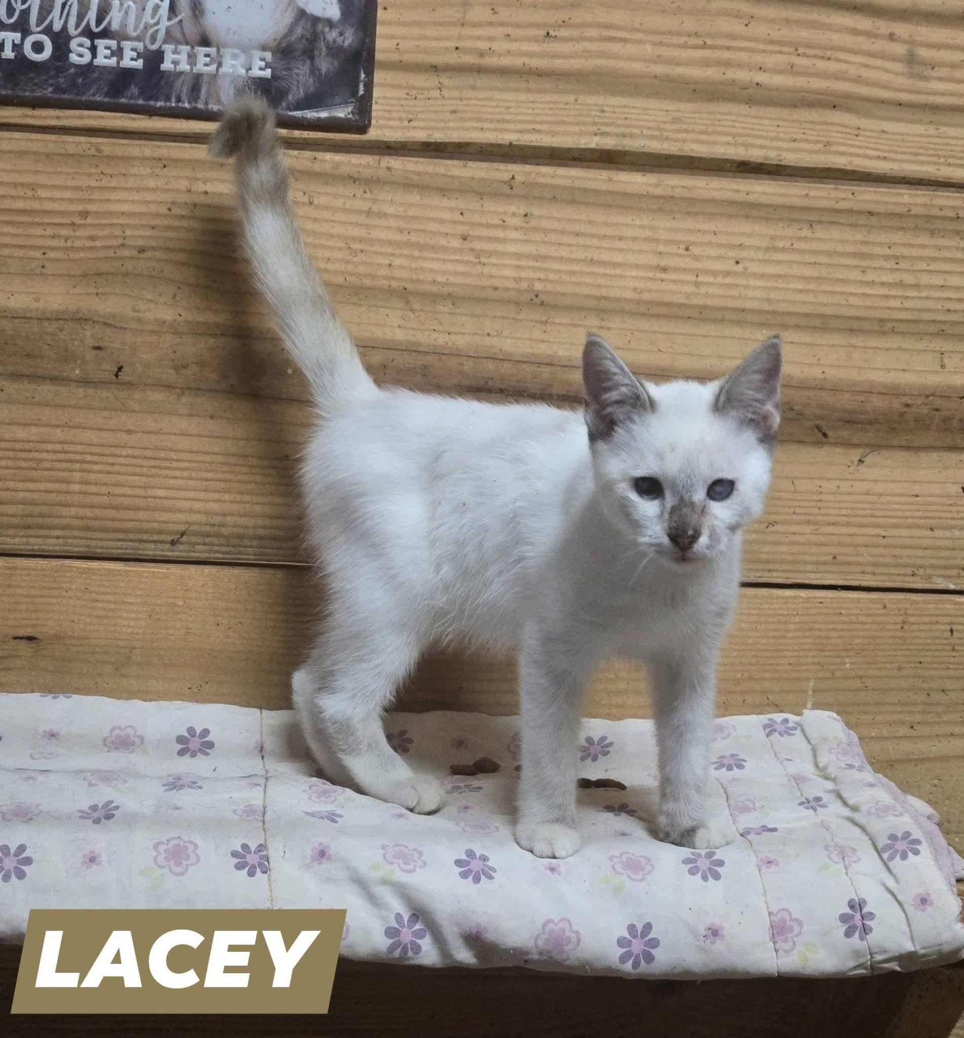 Enlarge Lacey, a Adoptable mixed breed in Reddick, FL image 1/4