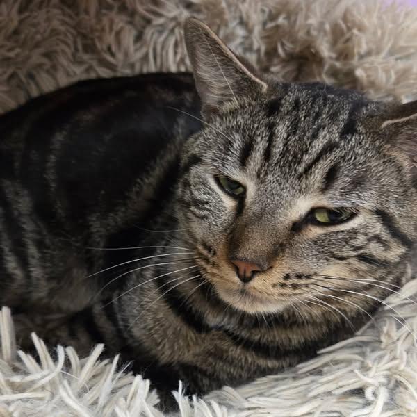 Enlarge Storm, a Adopted Domestic Short Hair in Rochester, NY image 1/3