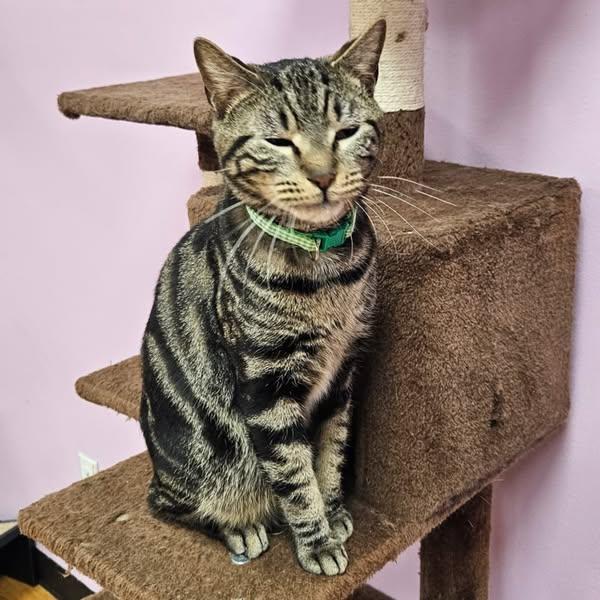 Enlarge Storm, a Adopted Domestic Short Hair in Rochester, NY image 2/3