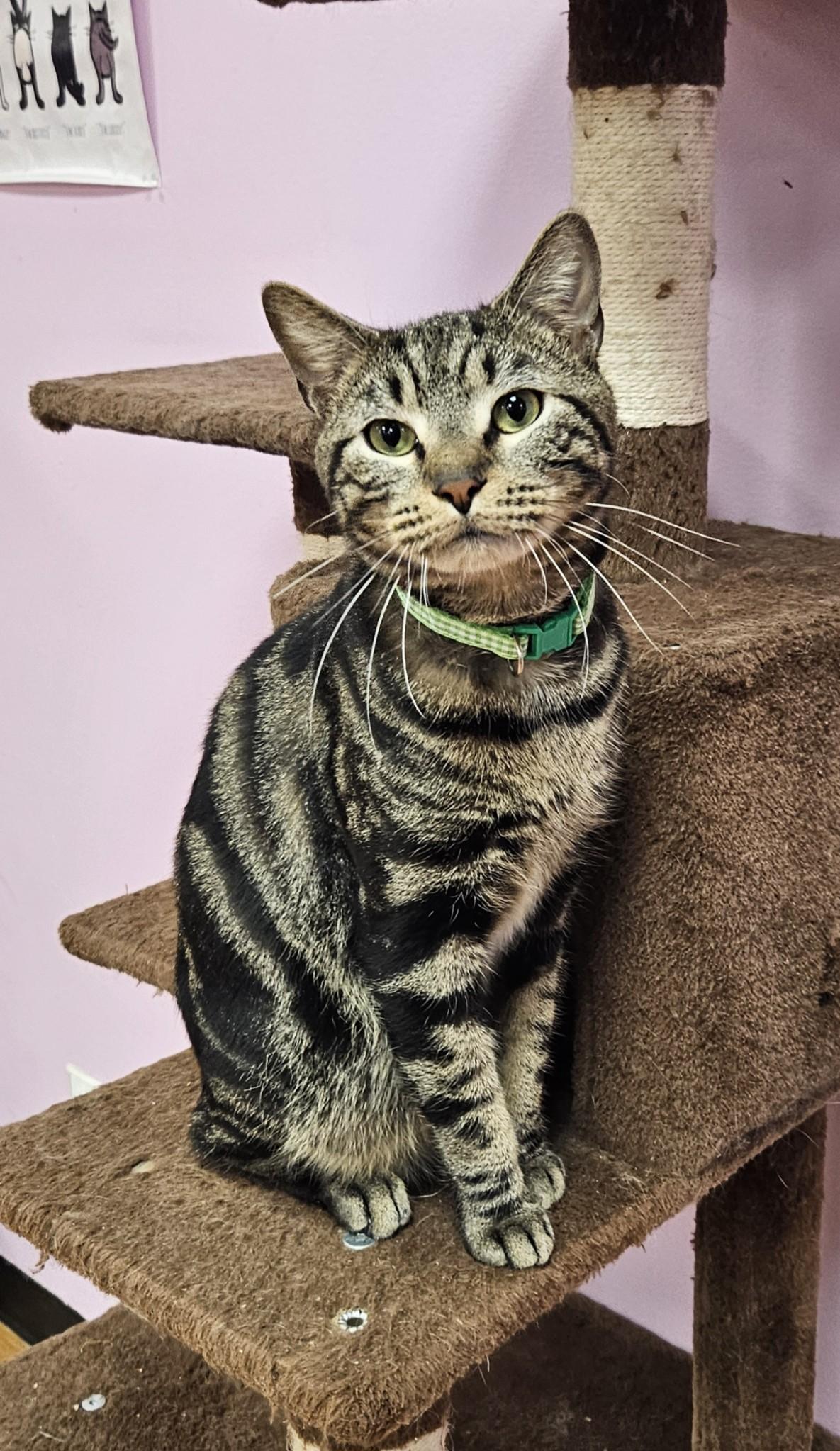 Enlarge Storm, a Adopted Domestic Short Hair in Rochester, NY image 3/3