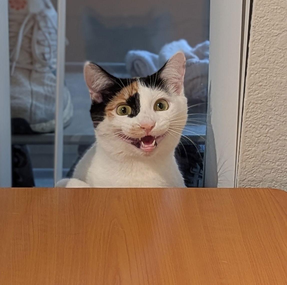 Karaoke (bonded w/ Disky), Adoptable, Young Female Calico & Domestic Short Hair.