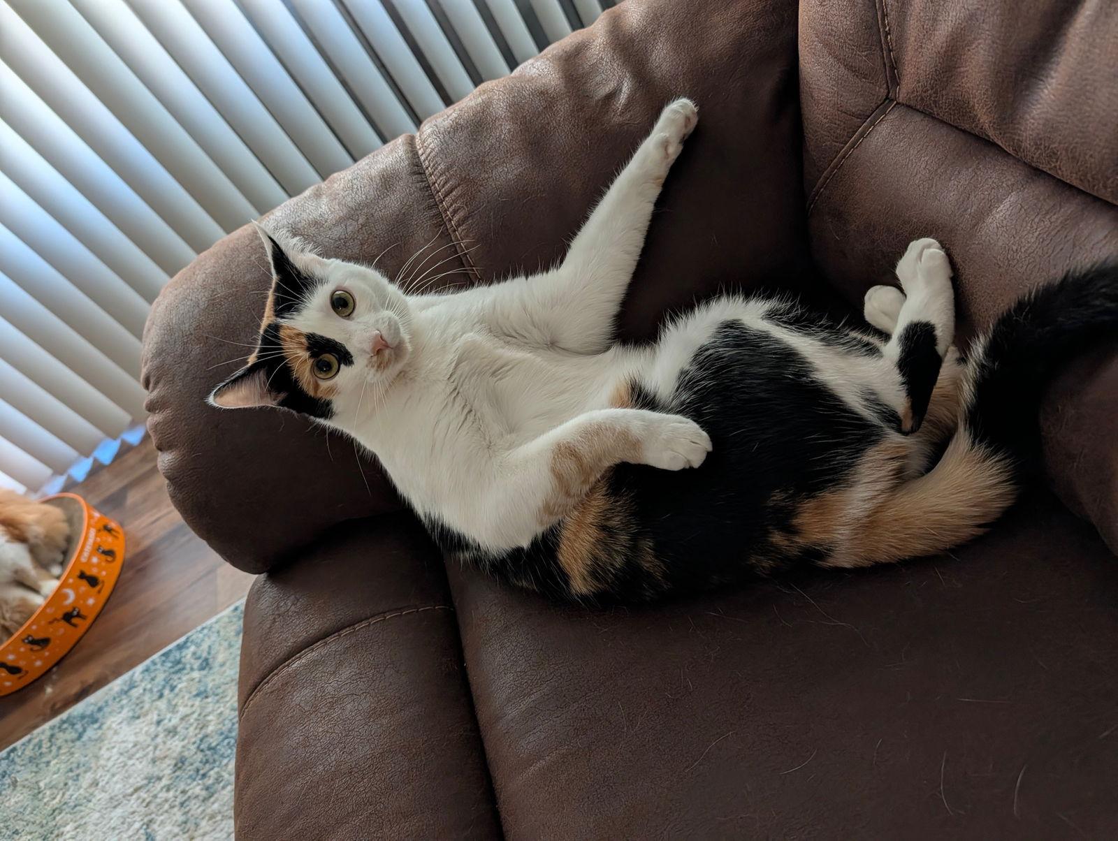 Enlarge Karaoke (bonded w/ Disky), a Adoptable mixed breed in San Jose, CA image 2/3