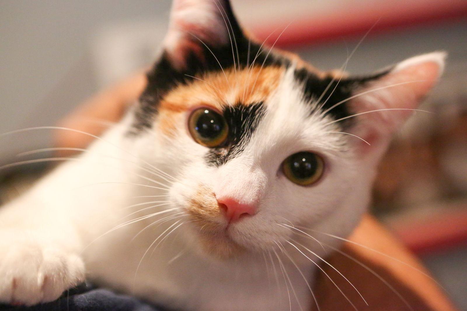 Enlarge Karaoke (bonded w/ Disky), a Adoptable mixed breed in San Jose, CA image 3/3