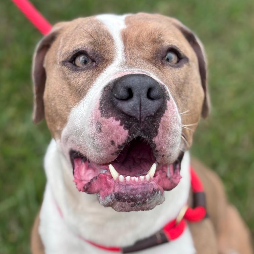 Quira, Adoptable, Adult Female Pit Bull Terrier.